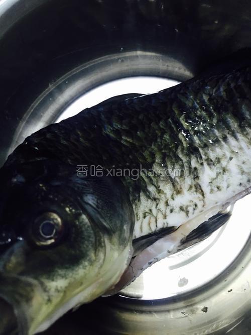 鲫鱼豆腐汤的做法大全【图】_鲫鱼豆腐汤的家