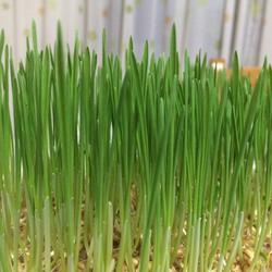 小麦草水培的做法