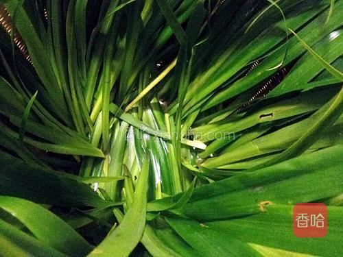 家庭版自制豆豉的做法_菜谱_香哈网