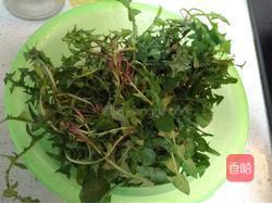 蒲公英的吃法大全 图片 MjUwX2MxOjEvM15yYjI6MS84XzA